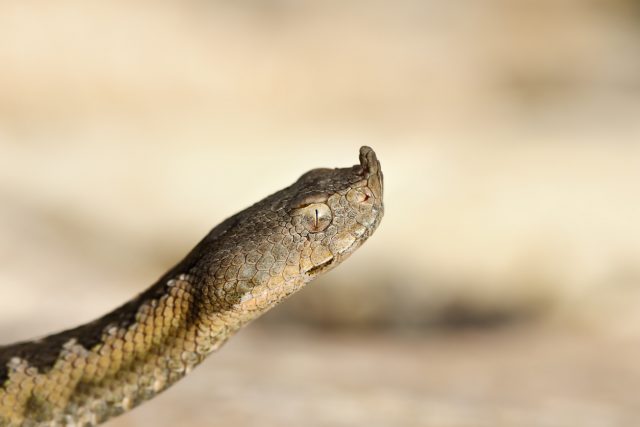 iStock-1126403866