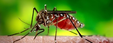 Estos mosquitos están modificados genéticamente para resistir los cuatro serotipos del virus dengue y evitar así su propagación