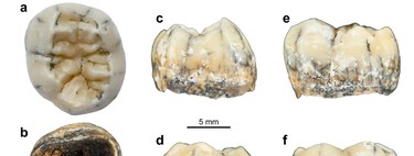 Cómo el diente de una niña de hace más de 130.000 años ha rellenado uno de los huecos más grandes del genoma humano