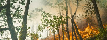50 años quemando España: así es cómo nuestro "éxito" con los incendios forestales se ha transformado en nuestro mayor problema