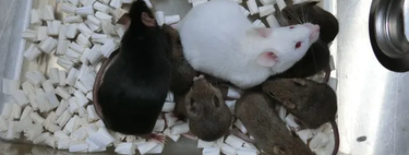 Acabamos de clonar ratones con una nueva técnica. Es quizá un primer paso para recuperar especies extinguidas