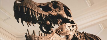Pensábamos que los Tiranosaurio rex eran enormes. Ahora tenemos razones para creer que eran un 70% aún más grandes