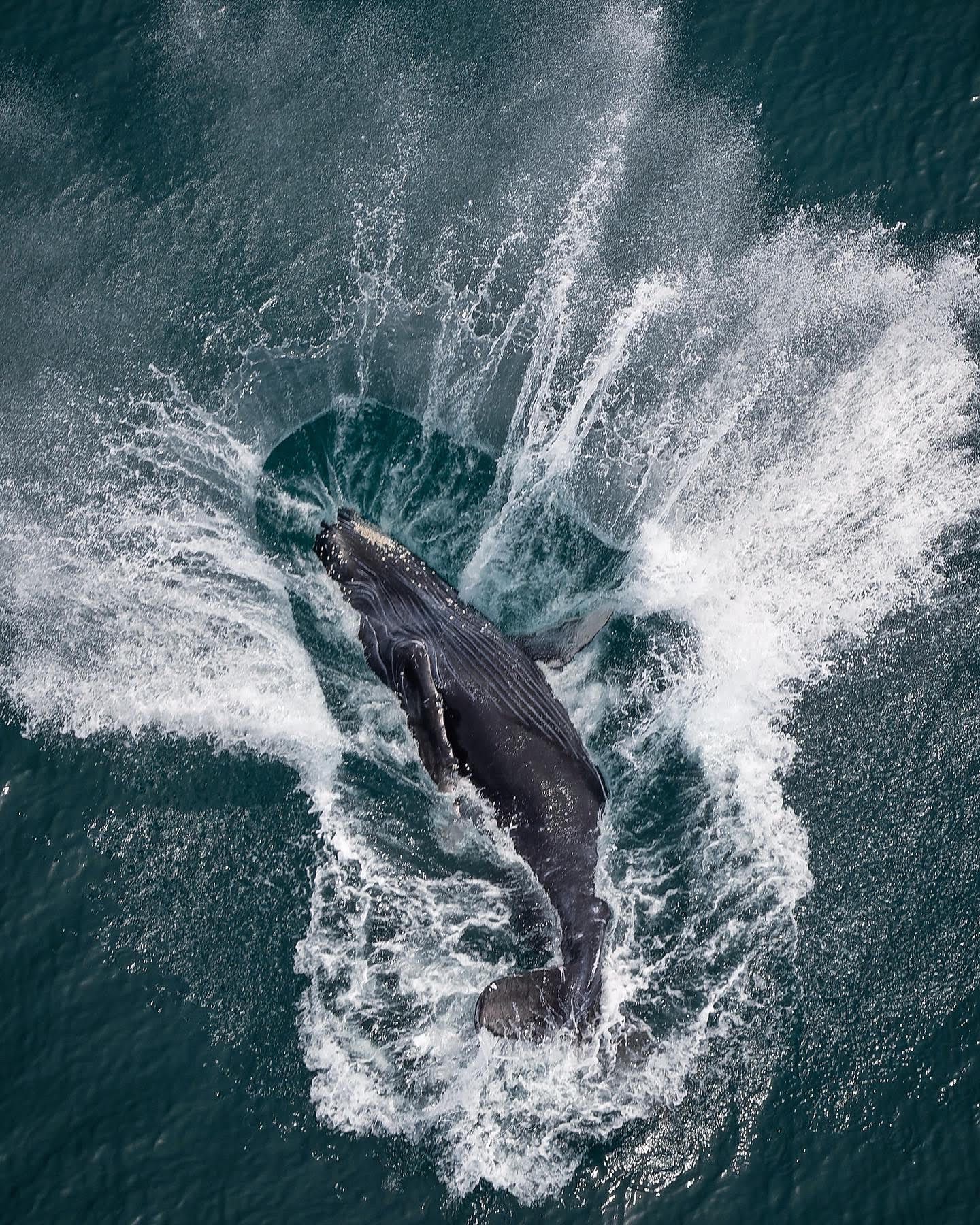 La ballena fue vista cerca de playa Coyote en la península de Nicoya. Foto: Felipe Chávez.