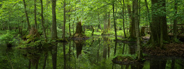 El bosque de Bialowieza, el "Parque Jurásico" nazi: el intento de Hitler de revivir especies de la épica germana