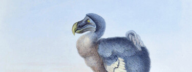 Hemos extinguido cientos de especies: por qué nos hemos obsesionado entonces con resucitar al dodo
