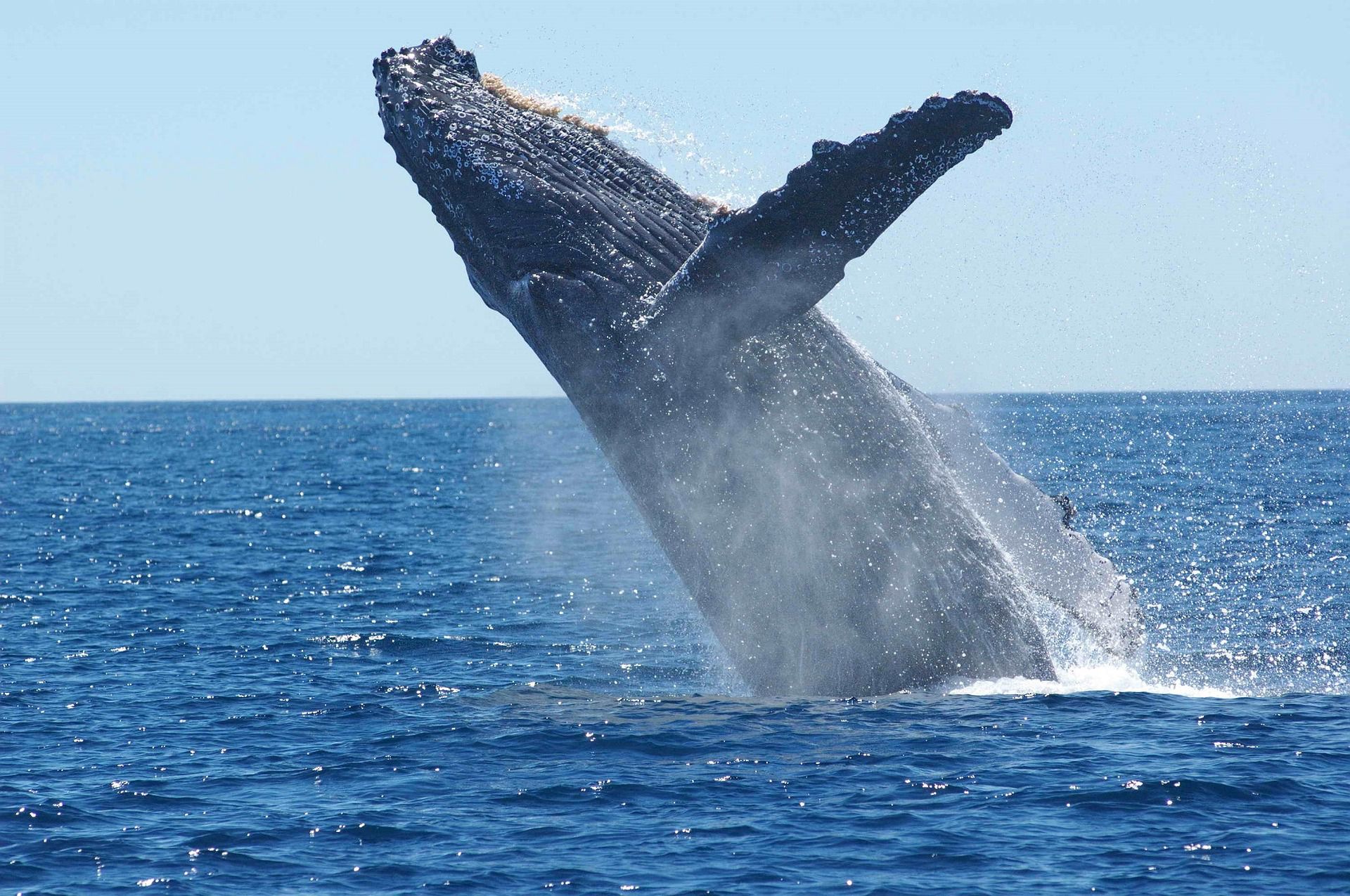 Las ballenas jorobadas se pueden observar durante la temporada de avistamiento, en playas como Quepos y Marina Ballena (Foto: Marina Pez Vela)