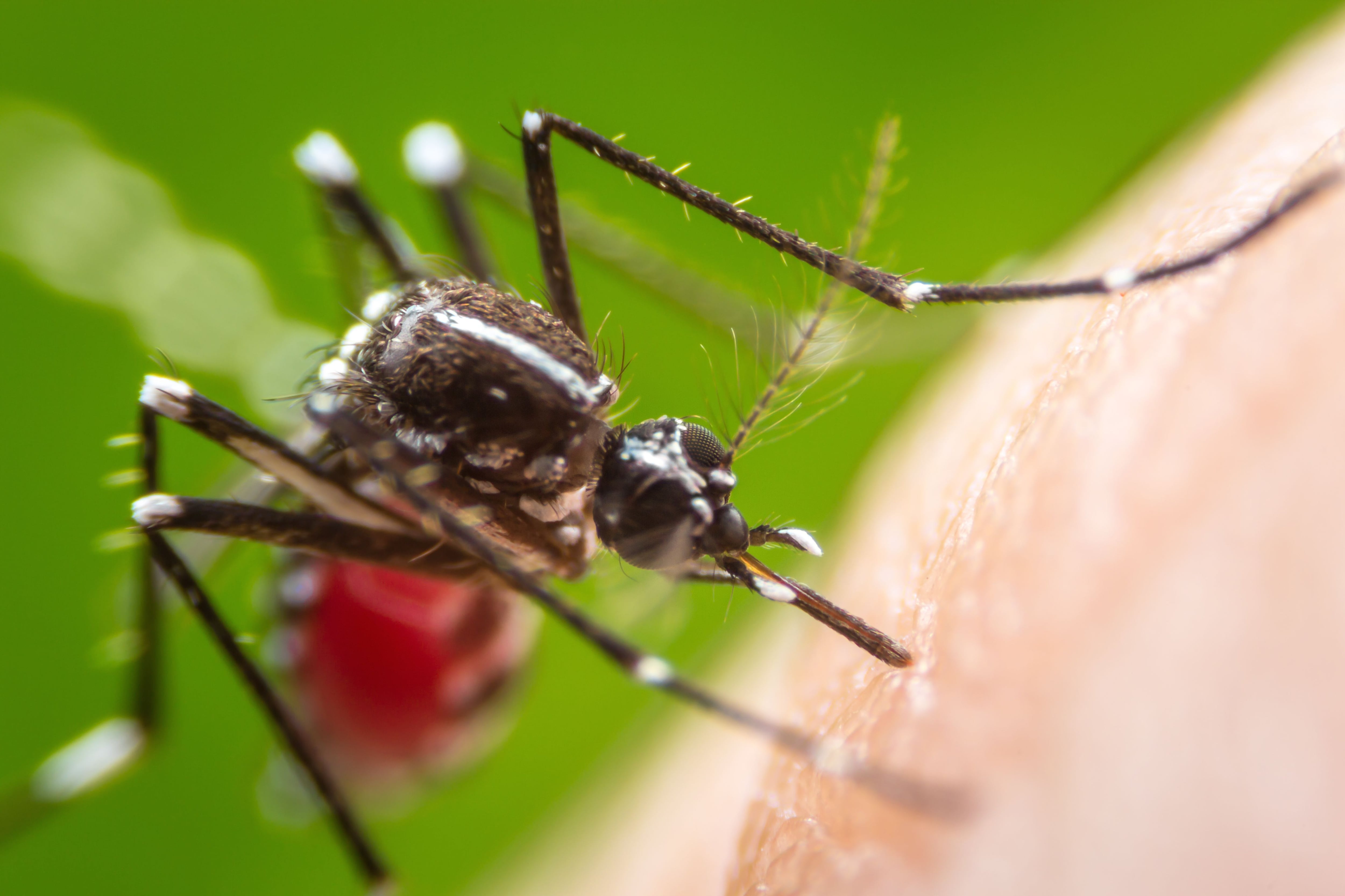 Los mosquitos transmisores del dengue se caracterizan por picar durante el día y no zumban. Foto:
