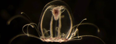 La ciencia lleva siglos buscando una forma de vencer a la muerte. Esta "medusa inmortal" tiene la clave