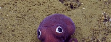 7 especies de pulpo que demuestran por qué son los animales más monos de los océanos