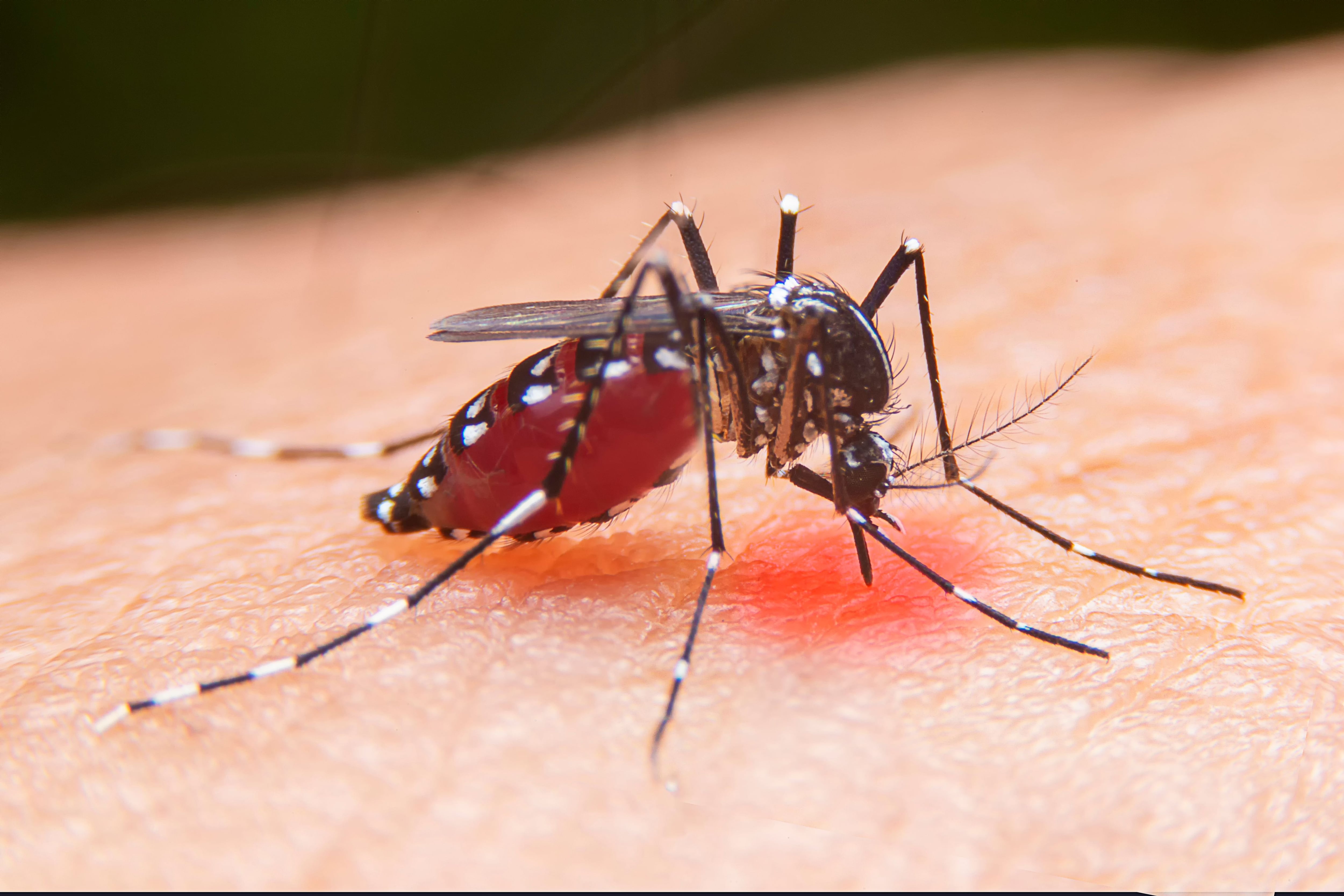 El dengue es transmitido por el mosquito Aedes aegypti.