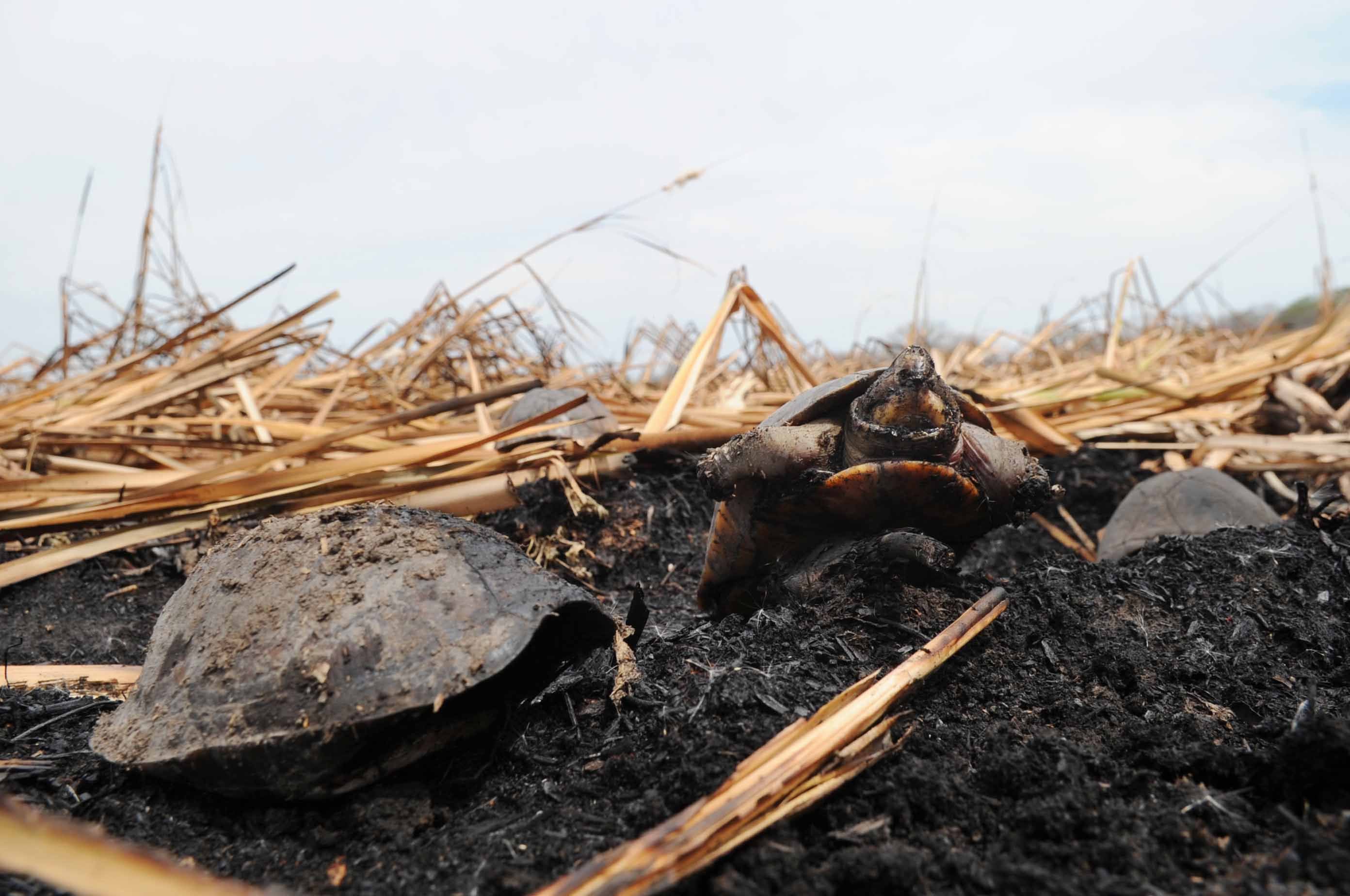 En esta fotografía se observan algunas tortugas consumidas por el fuego durante un incendio forestal ocurrido este año. Especies como esta figuran entre las principales afectadas por este tipo de emergencia.  Foto: